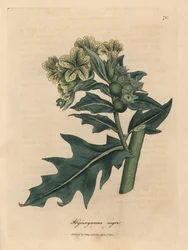 Yellow flowered black henbane, Hyoscyamus niger