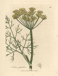 Yellow flowered dill, Anethum graveolens