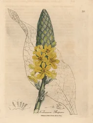 Yellow flowered great broad-leaved mullein, Verbascum thapsus