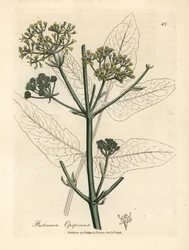 Yellow Flowered Opopanax or Rough Parsnep