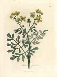 Yellow Flowered Rue, Ruta Graveolens