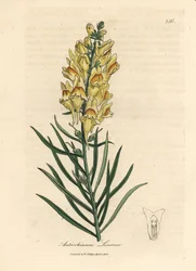 Yellow flowered snapdragon, Antirrhinum linaria