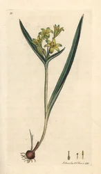Yellow Star of Bethlehem, Gagea Lutea (Ornithogalum Luteum) (Gagee Jaune)