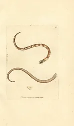 Young smooth snake, Coronella austriaca