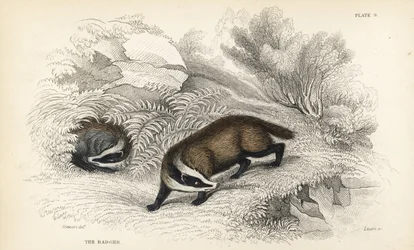 European Badger, Meles Meles, Handcoloured Steel Engraving