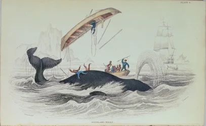 Greenland Whale, book illustration engraved by William Home Lizars