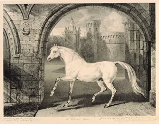 A Persian Horse, from 