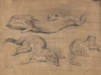 Ferrets
