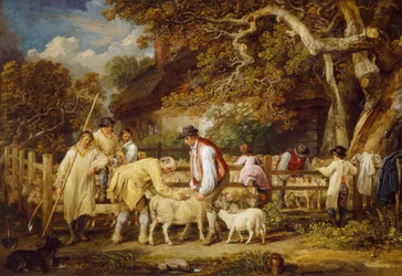 Sheep Salving