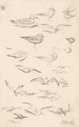 Studies of Gulls
