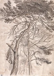 Study of Trees