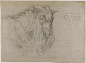 Study of the Head of a Ram