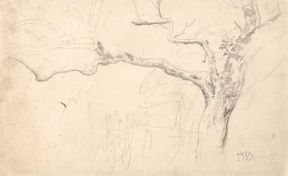 Tree Study
