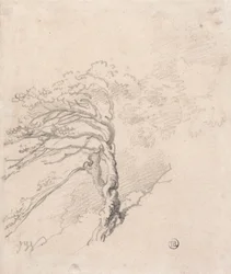 Tree on a Hillside