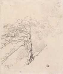 Tree on a Hillside