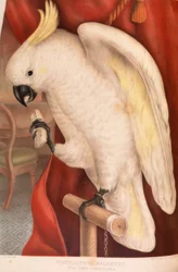 Great Sulphur-Crested Cockatoo