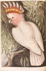 Inca Cockatoo, Plyctolophus leadbeateri