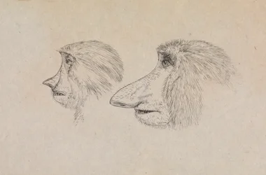 Heads of Two Proboscis Monkeys