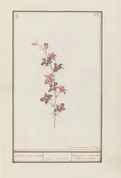 Larkspur (Consolida)