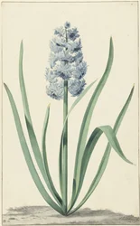 The Blue Hyacinth Franciscus Primus