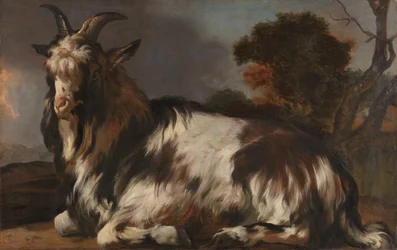 Goat Lying Down