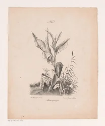 Water Plants