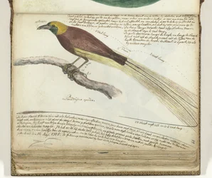 Bird of Paradise