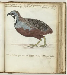 Blue-breasted Quail
