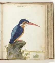 Blue-eared Kingfisher