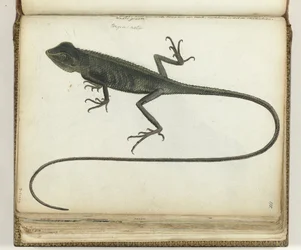 Tree Lizard