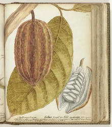 Cocoa