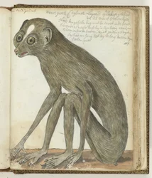 Ceylon Sloth