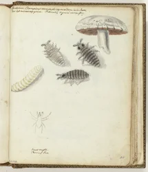 Mushroom Worms