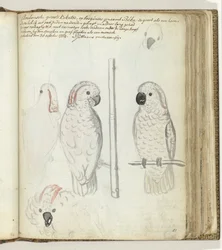 Cockatoo from Ambon