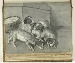 Dogs