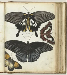 Indian Butterflies