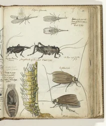 Insects