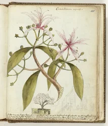Cape Hedge Tree