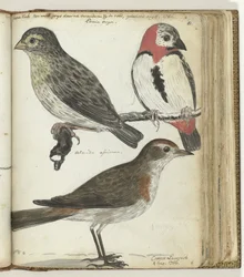 Cape Birds