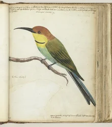 Small Bird on Branch