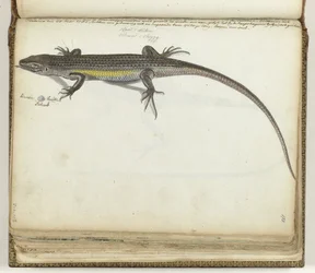 Land and Water Lizard