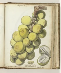 Lanssat, an East Indian Fruit
