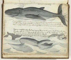 North Atlantic Right Whales