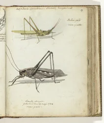 East Indian Locusts