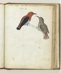 East Indian Bird