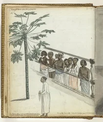 Papaya Tree, Litigants at the Dessave and a 