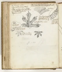 Foot of Tjitjak or House Gecko