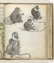 Rolleway Monkey