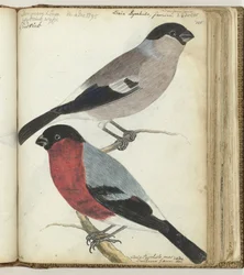 Finches