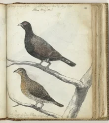 Swedish Birds